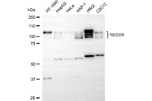 Western blotting analysis using NEDD9 antibody (ABIN7799575).