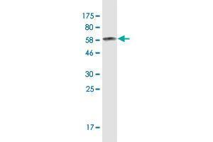Western Blot detection against Immunogen (67. (Ceramide Synthase 2 antibody  (AA 1-380))
