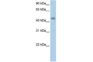 FARS2 antibody used at 5 ug/ml to detect target protein. (FARS2 antibody  (N-Term))