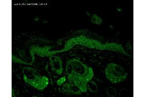 Immunohistochemistry analysis using Mouse Anti-Hsp70 Monoclonal Antibody, Clone N27 . (HSP70/HSC70 antibody  (PE))