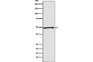 Western Blotting (WB) image for anti-Autophagy related 4C Cysteine Peptidase (ATG4C) antibody (ABIN7606966)