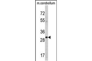Western blot analysis of YWHAG Antibody in mouse cerebellum tissue lysates (35ug/lane) (14-3-3 gamma antibody  (AA 136-164))