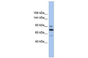 KIF23 antibody used at 1 ug/ml to detect target protein. (KIF23 antibody  (Middle Region))
