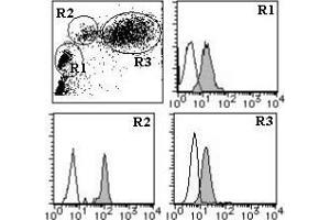 Flow cytometric analysis of CD98hc expression on human lymphocyte (R1), monocyte (R2) and granulocyte (R3) using AM26553FC-S. (SLC3A2 antibody  (FITC))
