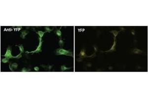 Immunofluorescence (IF) image for anti-Yellow Fluorescent Protein (YFP) antibody (ABIN6254248) (YFP antibody)