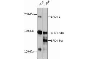Western blot analysis of extracts of various cell lines, using BRD4 Rabbit mAb (ABIN7265945) at 1:1000 dilution. (BRD4 antibody)