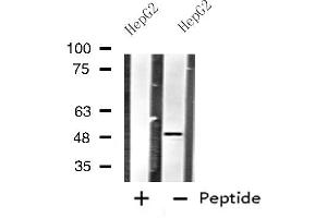 Western blot analysis of extracts from HepG2 cells using HTR1B antibody. (5HT1B Receptor antibody  (Internal Region))
