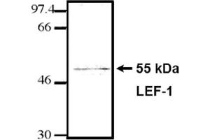 Western Blotting (WB) image for anti-Lymphoid Enhancer-Binding Factor 1 (LEF1) (HMG Binding Domain) antibody (ABIN264381) (LEF1 antibody  (HMG Binding Domain))