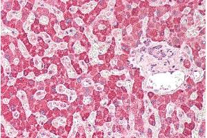 ABIN2613468 (5µg/ml) staining of paraffin embedded Human Liver. (PLA2G2A antibody  (Internal Region))