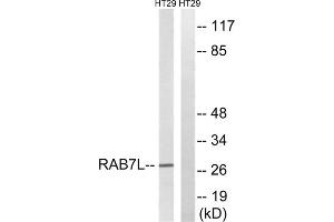 Western blot analysis of extracts from HT-29 cells, using RAB7L1 antibody. (RAB7L1 antibody  (Internal Region))