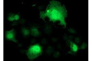 Anti-SMS mouse monoclonal antibody (ABIN2454718) immunofluorescent staining of COS7 cells transiently transfected by pCMV6-ENTRY SMS (RC200619). (SMS antibody)