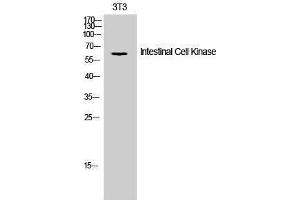 Western Blotting (WB) image for anti-Intestinal Cell (MAK-Like) Kinase (ICK) (Tyr61) antibody (ABIN3175682) (ICK antibody  (Tyr61))