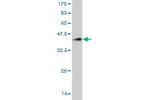 Western Blot detection against Immunogen (35. (Myosin 9 antibody  (AA 131-220))