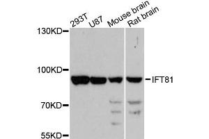 Western blot analysis of extracts of various cell lines, using IFT81 antibody (ABIN6293234) at 1:3000 dilution. (IFT81 antibody)