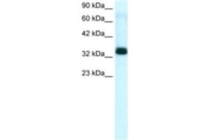 Western Blotting (WB) image for anti-TIA1 Cytotoxic Granule-Associated RNA Binding Protein-Like 1 (TIAL1) antibody (ABIN2463661) (TIAL1 antibody)