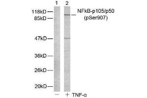 Western blot analysis of extract from HeLa cells untreated or treated with TNF-α using NF-κB p105/p50 (phospho-Ser907) antibody (E011019). (NFKB1 antibody  (pSer907))