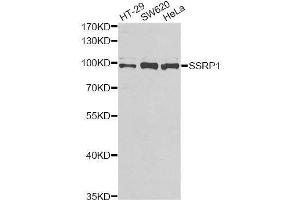 Western blot analysis of extracts of various cell lines, using SSRP1 antibody. (SSRP1 antibody  (AA 1-300))