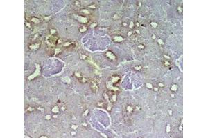 Rat kidney tissue was stained by anti-IMD/AM2 (8-470) Serum at 1:200 (Adrenomedullin 2 antibody  (AA 8-47))
