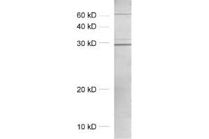 dilution: 1 : 1000, sample: crude synaptosomal fraction of rat brain (P2) (SNAP29 antibody)