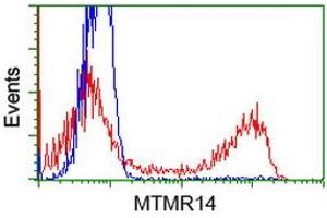 HEK293T cells transfected with either RC207732 overexpress plasmid (Red) or empty vector control plasmid (Blue) were immunostained by anti-MTMR14 antibody (ABIN2453332), and then analyzed by flow cytometry. (MTMR14 antibody)