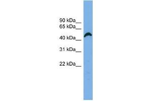 Human HeLa; WB Suggested Anti-APBB3 Antibody Titration: 0. (APBB3 antibody  (N-Term))