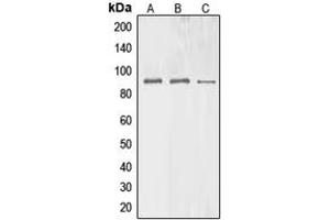 Western blot analysis of BAG3 expression in HEK293T (A), Raw264. (BAG3 antibody  (Center))