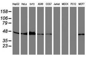 Image no. 1 for anti-serpin Peptidase Inhibitor, Clade B (Ovalbumin), Member 6 (SERPINB6) antibody (ABIN1500892) (SERPINB6 antibody)