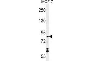 WDR27 Antibody (N-term) western blot analysis in MCF-7 cell line lysates (35 µg/lane). (WDR27 antibody  (N-Term))