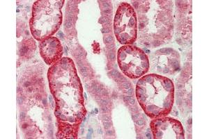 Human Kidney: Formalin-Fixed, Paraffin-Embedded (FFPE). (UBL5 antibody  (AA 18-67))