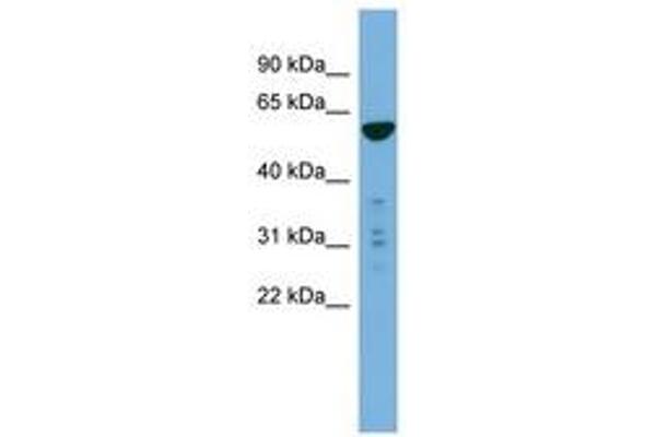 PTDSS2 antibody  (AA 35-84)