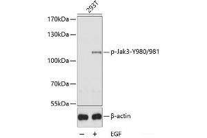Western blot analysis of extracts of 293T cells using Phospho-Jak3(Y980/981) Polyclonal Antibody. (JAK3 antibody  (pTyr980, pTyr981))