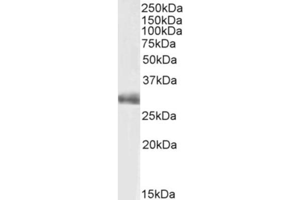 FGF5 anticorps  (C-Term)
