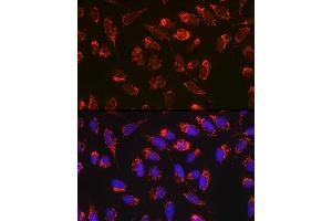 Immunofluorescence analysis of U-2 OS cells using Bax Rabbit mAb  at dilution of 1:100 (40x lens). (BAX antibody)