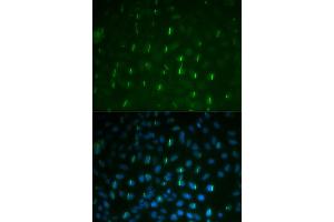 Immunofluorescence analysis of U2OS cell using Phospho-Histone H2A. (H2AFX antibody  (pSer139))