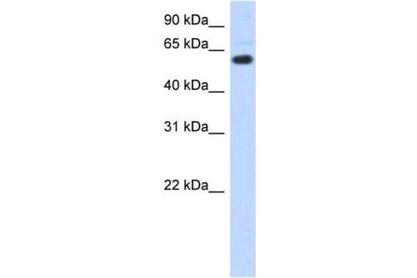 CDYL anticorps  (N-Term)