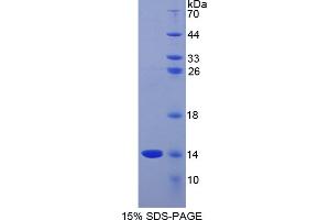 SDS-PAGE analysis of Mouse GnRH Protein. (GNRH1 Protein)