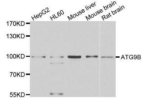Western blot analysis of extracts of various cell lines, using ATG9B antibody. (ATG9B antibody  (AA 715-924))