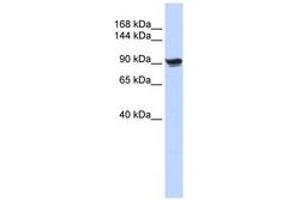 Image no. 1 for anti-Actinin, alpha 1 (ACTN1) (N-Term) antibody (ABIN6741445) (ACTN1 antibody  (N-Term))