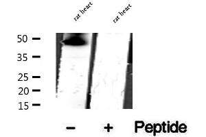 CKMT1 antibody  (N-Term)