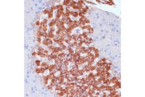 Immunohistochemistry of paraffin-embedded rat pancreas using K antibody (ABIN7268147) at dilution of 1:100 (40x lens). (KANK2 antibody  (AA 1-300))
