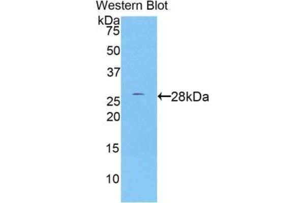 PRSS8 Antikörper  (AA 33-218)