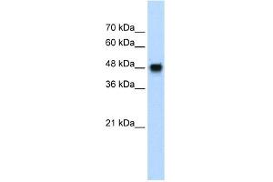 WB Suggested Anti-BMP7 Antibody Titration:  1. (BMP7 antibody  (N-Term))