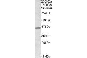 Western blot analysis: HOXA4 antibody staining of Human Colon lysate at 0.