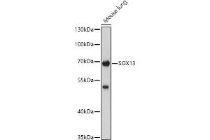 Western blot analysis of extracts of Mouse lung, using SOX13 antibody (ABIN7270570) at 1:1000 dilution.