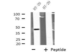 GDF7 antibody  (Internal Region)