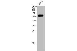 Western Blot analysis of MCF-7 cells using Rab11-FIP2 Polyclonal Antibody (RAB11FIP2 antibody  (Internal Region))