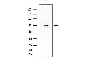 anti-Keratin 2 (KRT2) (N-Term) antibody