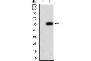 Western blot analysis using TNFSF11 mAb against HEK293 (1) and TNFSF11 (AA: 74-308)-hIgGFc transfected HEK293 (2) cell lysate.