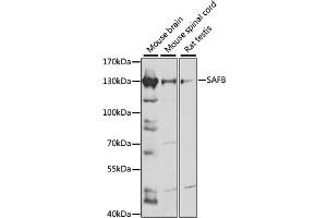 Western blot analysis of extracts of various cell lines, using SAFB antibody (ABIN7270155) at 1:1000 dilution.