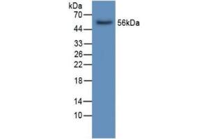 Rabbit Capture antibody from the kit in WB with Positive Control: Sample Human Liver Tissue. (LIPC ELISA Kit)